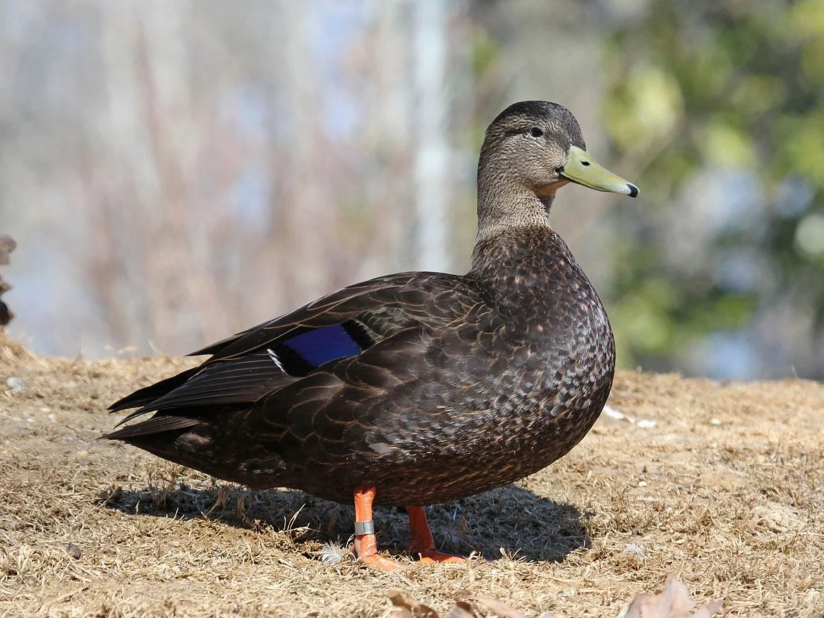 American Black Duck - Éco-Odyssée
