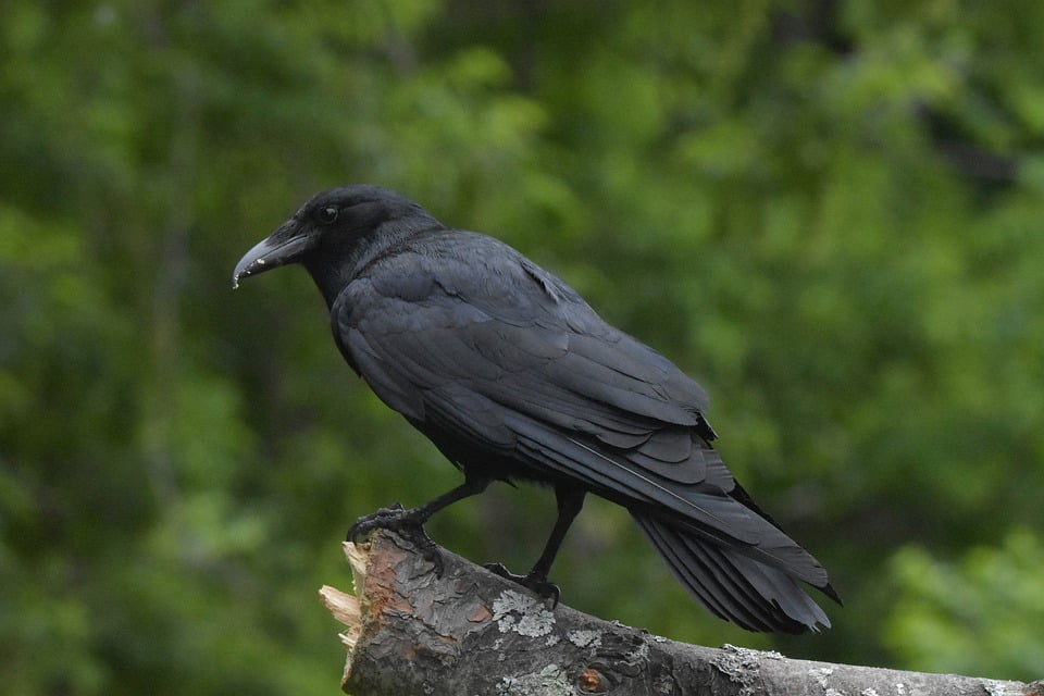 animal corbeau d'amérique