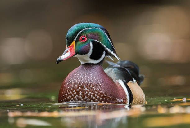 animal oiseau canard branchu