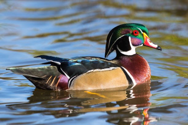 animal oiseau canard branchu