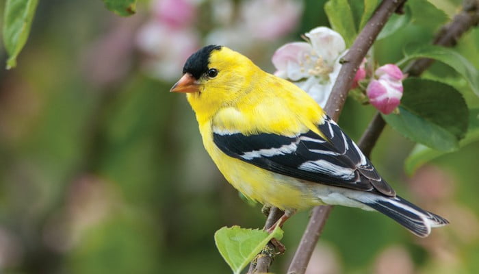 animal oiseau chardonneret jaune