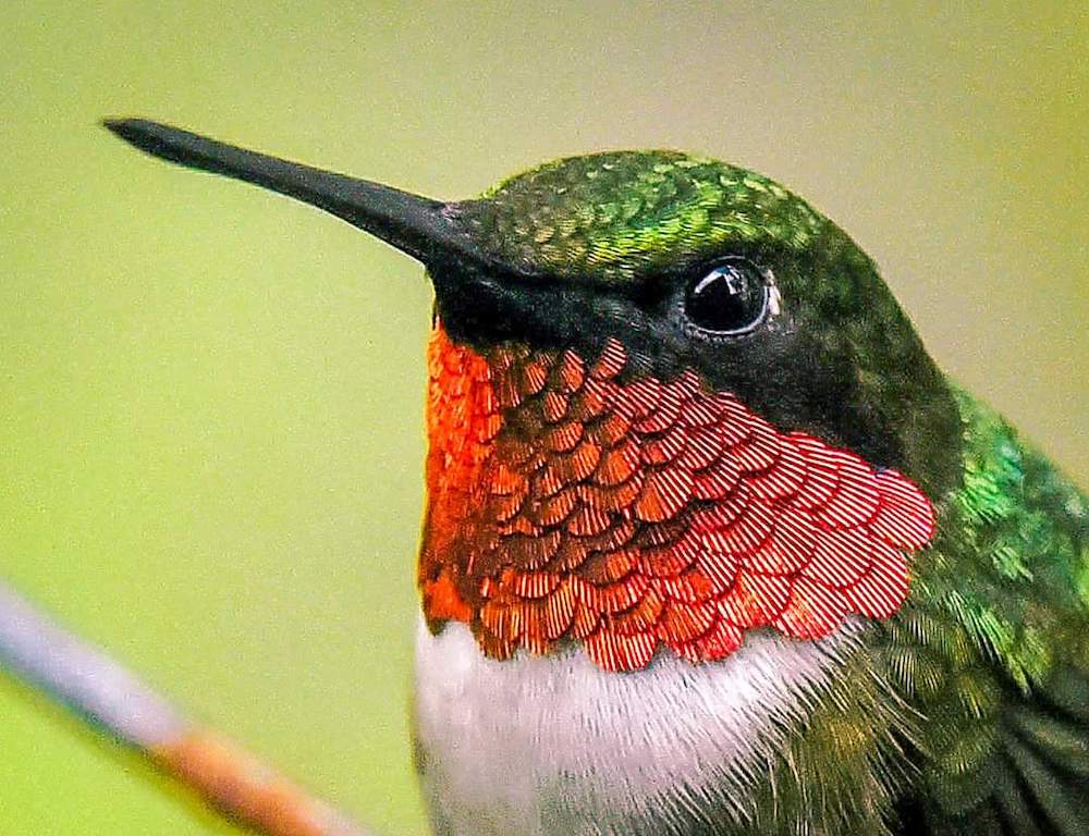 animal colibri à gorge rubis
