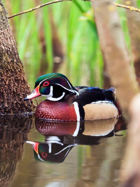 animal oiseau canard branchu