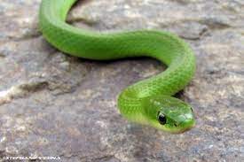 animal couleuvre verte