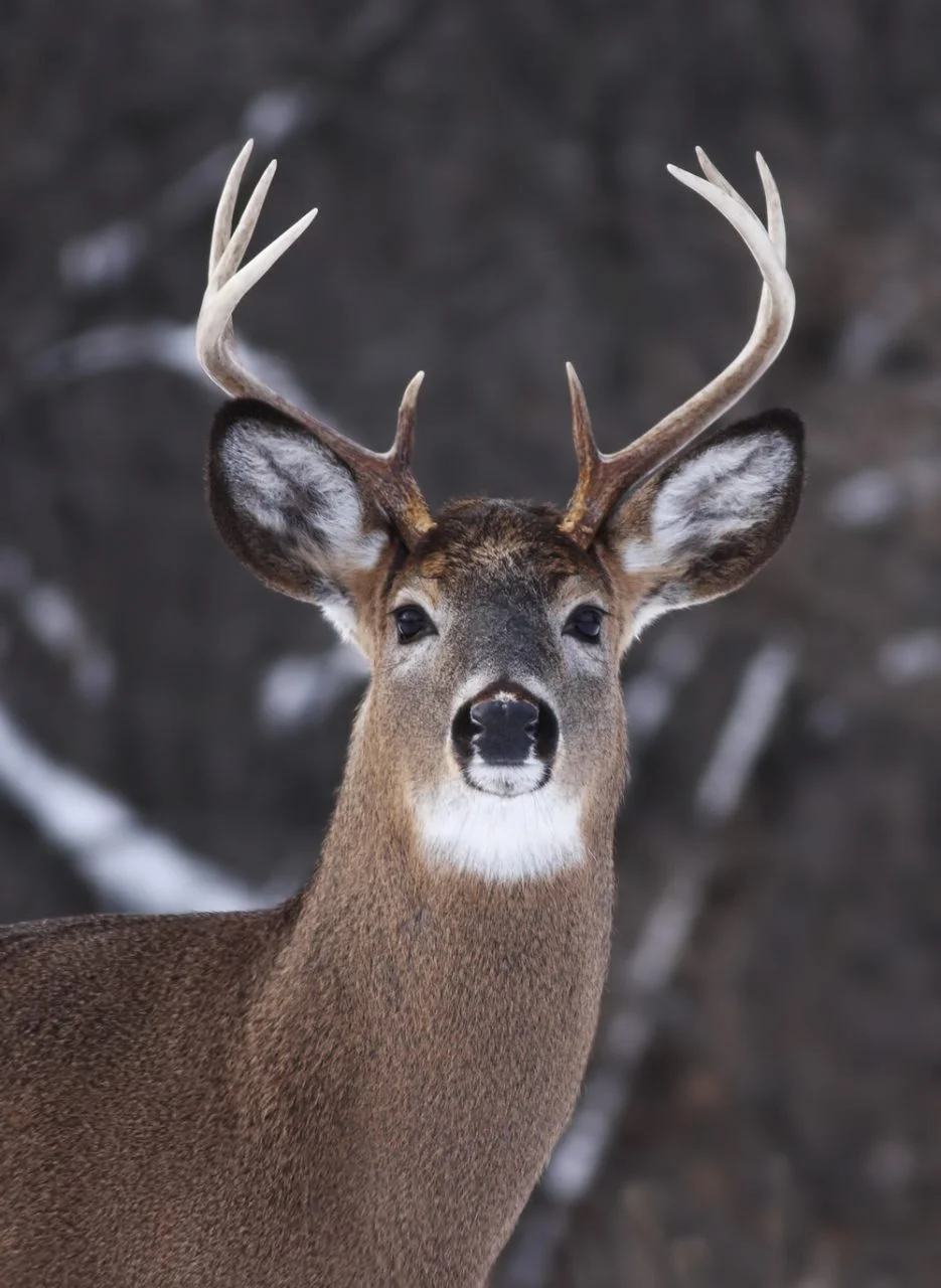 White-tailed deer - Éco-Odyssée