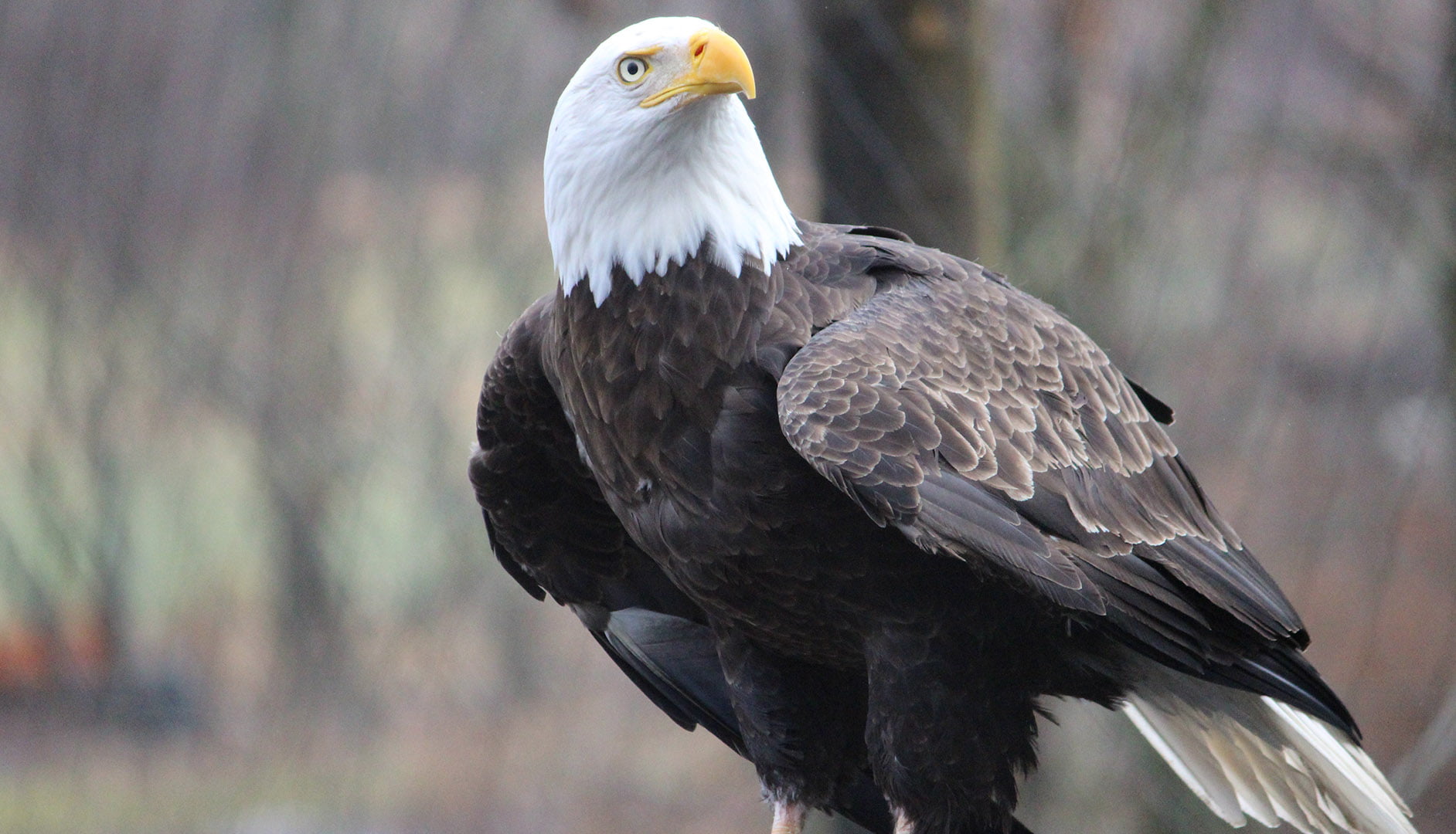 Bald eagle looking in the distance